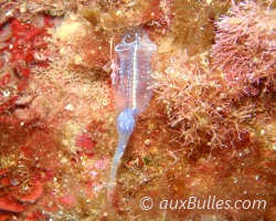 Bluestriped light bulb tunicate (Clavelina dellavallei)