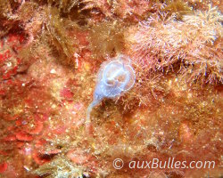 Claveline bleutée de Méditerranée (Clavelina dellavallei)