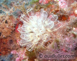 Light bulb sea squirt (Clavelina lepadiformis)