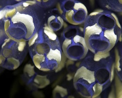 Painted tunicate (Clavelina picta)