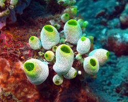 Tall urn ascidian (Didemnum molle)