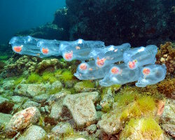 Giant salp (Salpa maxima)