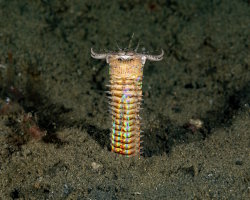 Ver Bobbit (Eunice aphroditois)