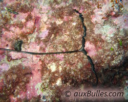 Green spoon worm (Bonellia viridis)