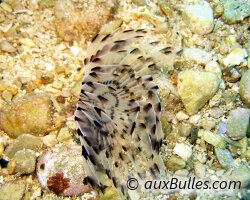 Sabelle paon (Sabella pavonina)