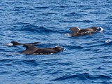 The short-finned pilot whale