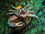 The Caribbean king crab