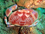 Le crabe corail