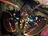 Le homard européen