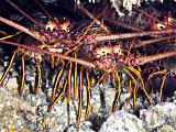 The California spiny lobster