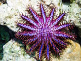 The crown-of-thorns starfish