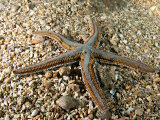 L'étoile de mer royale