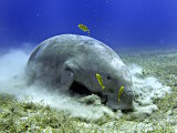 Le dugong