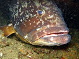 Where to see groupers in the Mediterranean ?