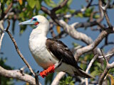 Le fou à pieds rouges