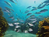 The white trevally