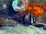 Le requin pèlerin