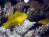 The poison goby