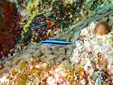 The neon goby