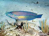 The princess parrotfish