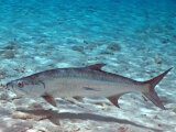 The Atlantic tarpon