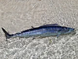 The wahoo