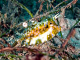 Le poisson vache à épine dorsale