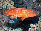 The coral hind