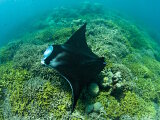 The reef manta ray