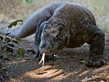 L'île de Komodo