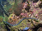 The banded sea snake
