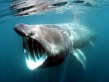 The basking shark