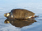 The olive ridley sea turtle
