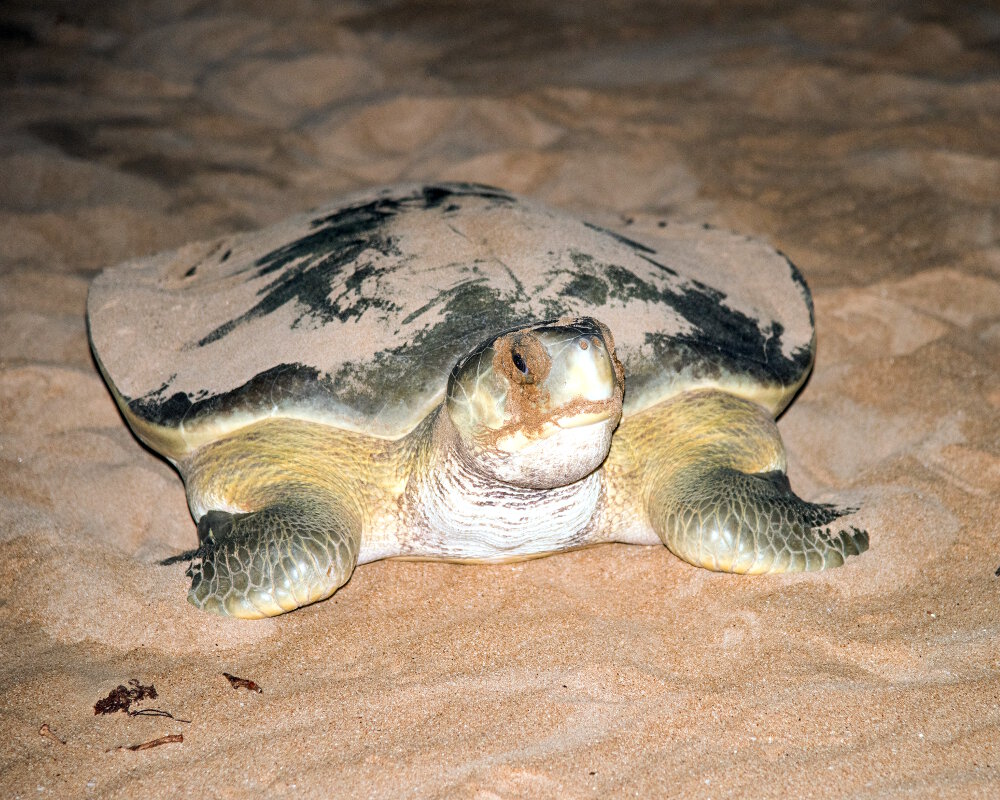 La tortue de mer à dos plat (Natator depressus)