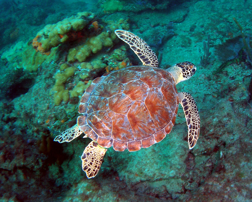 La tortue de mer caouanne (Caretta caretta)
