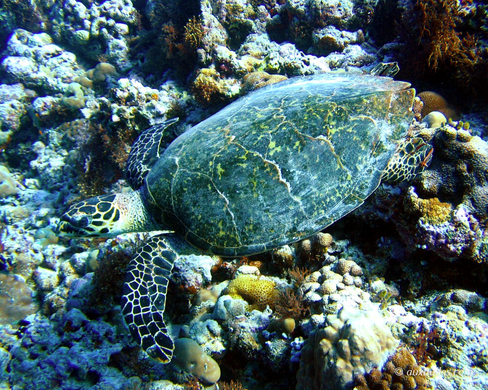 La tortue de mer verte est une des espèces de tortues de mer