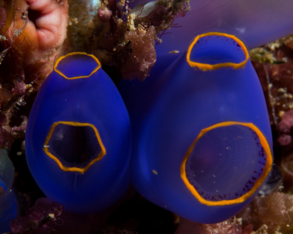The blue tunicate (Rhopalaea fusca)