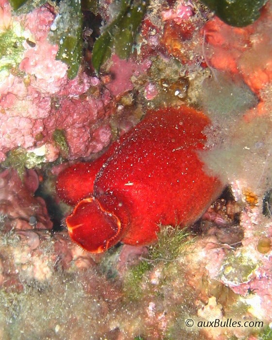 Les tuniciers avec un représentant caractéristique, l'ascidie rouge gonflée comme une outre