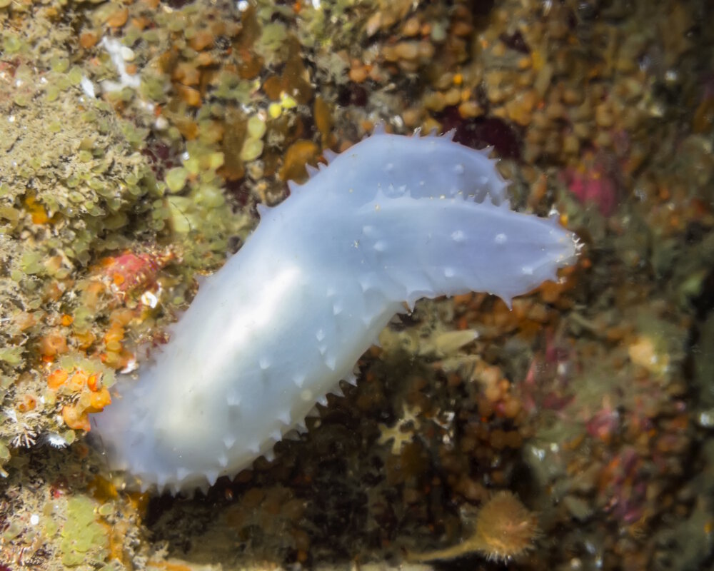 The glassy tunicate (Ascidia paratropa)