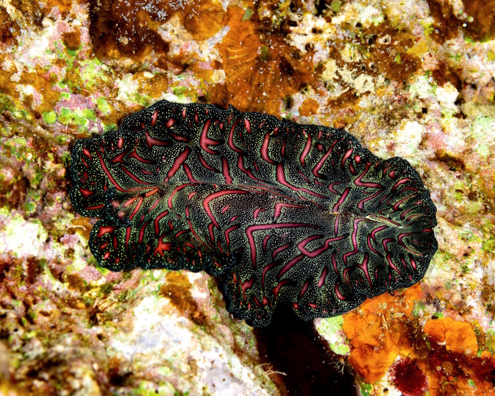 Le ver plat tapis persan (Pseudobiceros bedfordi)