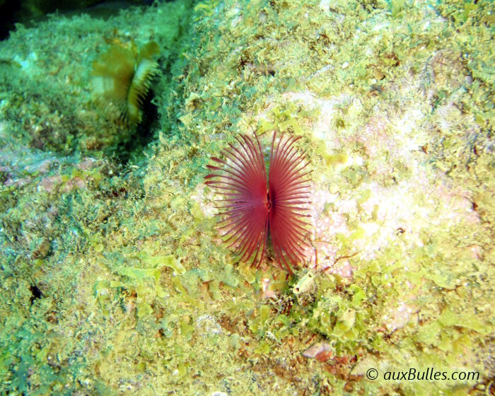 Vous pouvez observer deux sabelles fendues de couleur totalement différente, l'une au premier plan de couleur pourpre et la seconde en arrière plan sur la gauche !