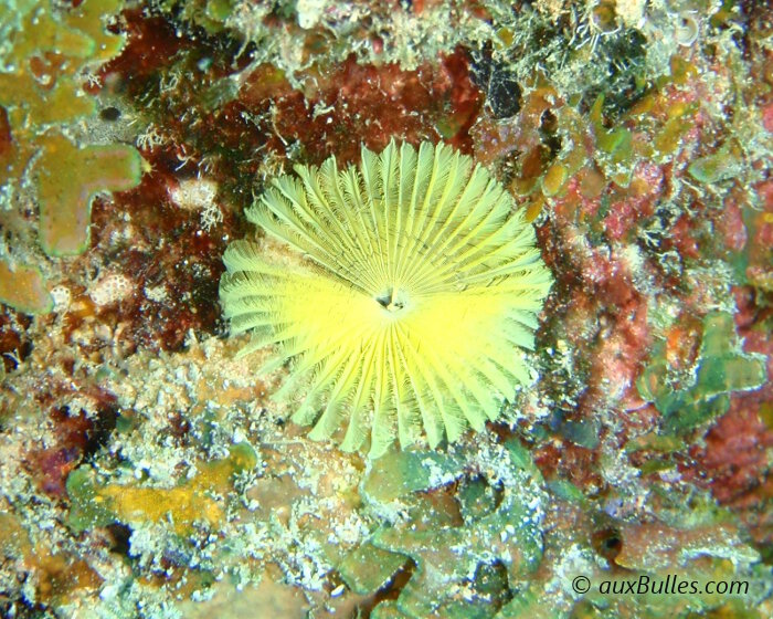 La sabelle jaune (Notaulax occidentalis) La sabelle jaune (Notaulax occidentalis)