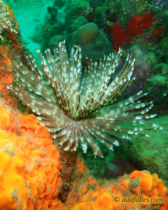 La sabelle magnifique (Sabellastarte magnifica)