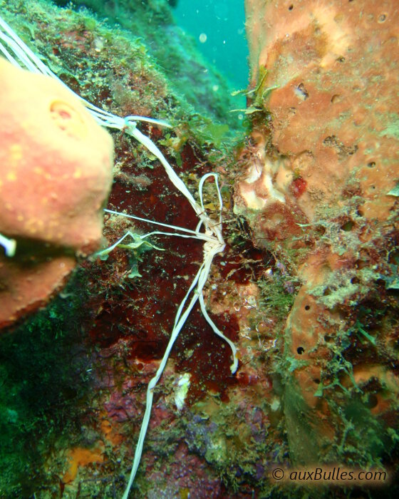 La térébelle spaghetti (Eupolymnia crassicornis)