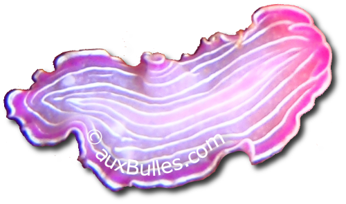 The pink flatworm (Prostheceraeus roseus)