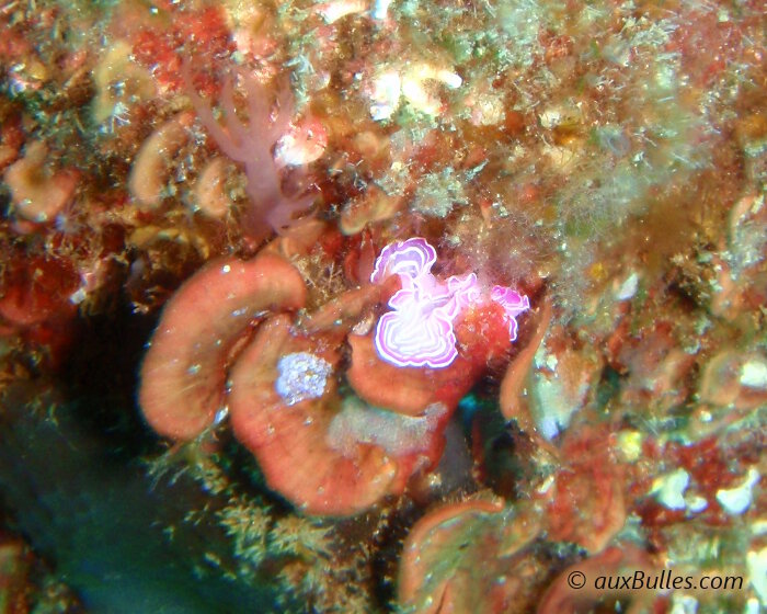 The pink flatworm (Prostheceraeus roseus)